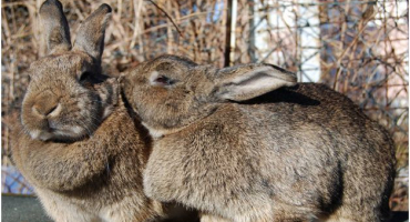 Jak udělat králíky přímo doma?
